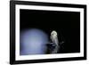 Culex Pipiens (Common House Mosquito) - Emerging (B4)-Paul Starosta-Framed Photographic Print