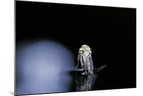 Culex Pipiens (Common House Mosquito) - Emerging (B4)-Paul Starosta-Mounted Photographic Print