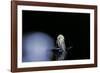 Culex Pipiens (Common House Mosquito) - Emerging (B4)-Paul Starosta-Framed Photographic Print