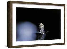 Culex Pipiens (Common House Mosquito) - Emerging (B4)-Paul Starosta-Framed Photographic Print