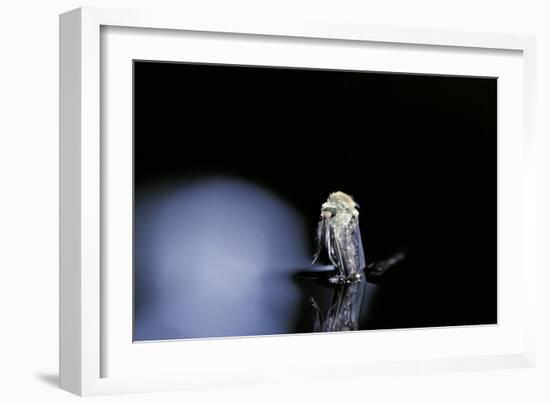 Culex Pipiens (Common House Mosquito) - Emerging (B4)-Paul Starosta-Framed Photographic Print