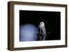 Culex Pipiens (Common House Mosquito) - Emerging (B5)-Paul Starosta-Framed Photographic Print