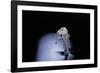 Culex Pipiens (Common House Mosquito) - Emerging (B6)-Paul Starosta-Framed Photographic Print