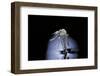 Culex Pipiens (Common House Mosquito) - Emerging (B7)-Paul Starosta-Framed Photographic Print