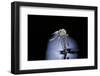 Culex Pipiens (Common House Mosquito) - Emerging (B7)-Paul Starosta-Framed Photographic Print