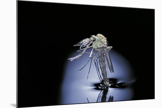 Culex Pipiens (Common House Mosquito) - Emerging (B7)-Paul Starosta-Mounted Photographic Print