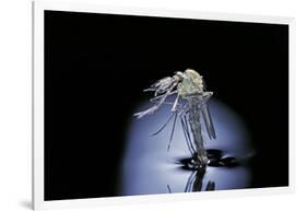 Culex Pipiens (Common House Mosquito) - Emerging (B7)-Paul Starosta-Framed Photographic Print