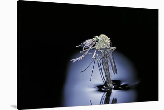 Culex Pipiens (Common House Mosquito) - Emerging (B7)-Paul Starosta-Stretched Canvas