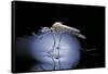 Culex Pipiens (Common House Mosquito) - Emerging (B8)-Paul Starosta-Framed Stretched Canvas