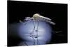 Culex Pipiens (Common House Mosquito) - Emerging (B8)-Paul Starosta-Stretched Canvas