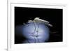 Culex Pipiens (Common House Mosquito) - Emerging (B8)-Paul Starosta-Framed Photographic Print