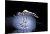 Culex Pipiens (Common House Mosquito) - Emerging (B8)-Paul Starosta-Mounted Photographic Print