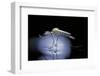 Culex Pipiens (Common House Mosquito) - Emerging (B8)-Paul Starosta-Framed Photographic Print