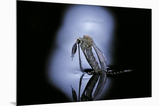 Culex Pipiens (Common House Mosquito) - Emerging (C1)-Paul Starosta-Mounted Premium Photographic Print