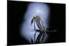 Culex Pipiens (Common House Mosquito) - Emerging (C1)-Paul Starosta-Mounted Premium Photographic Print