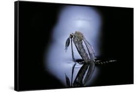 Culex Pipiens (Common House Mosquito) - Emerging (C1)-Paul Starosta-Framed Stretched Canvas