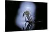 Culex Pipiens (Common House Mosquito) - Emerging (C1)-Paul Starosta-Stretched Canvas