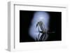 Culex Pipiens (Common House Mosquito) - Emerging (C1)-Paul Starosta-Framed Photographic Print