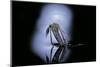 Culex Pipiens (Common House Mosquito) - Emerging (C1)-Paul Starosta-Mounted Photographic Print