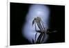 Culex Pipiens (Common House Mosquito) - Emerging (C1)-Paul Starosta-Framed Photographic Print