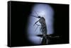 Culex Pipiens (Common House Mosquito) - Emerging (C2)-Paul Starosta-Framed Stretched Canvas