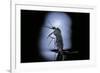 Culex Pipiens (Common House Mosquito) - Emerging (C2)-Paul Starosta-Framed Photographic Print