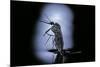 Culex Pipiens (Common House Mosquito) - Emerging (C2)-Paul Starosta-Mounted Photographic Print