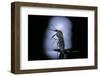 Culex Pipiens (Common House Mosquito) - Emerging (C2)-Paul Starosta-Framed Photographic Print