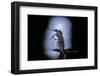 Culex Pipiens (Common House Mosquito) - Emerging (C2)-Paul Starosta-Framed Photographic Print