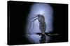 Culex Pipiens (Common House Mosquito) - Emerging (C3)-Paul Starosta-Stretched Canvas