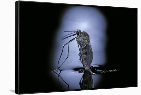 Culex Pipiens (Common House Mosquito) - Emerging (C3)-Paul Starosta-Framed Stretched Canvas