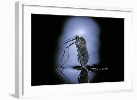 Culex Pipiens (Common House Mosquito) - Emerging (C3)-Paul Starosta-Framed Photographic Print