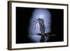 Culex Pipiens (Common House Mosquito) - Emerging (C3)-Paul Starosta-Framed Photographic Print