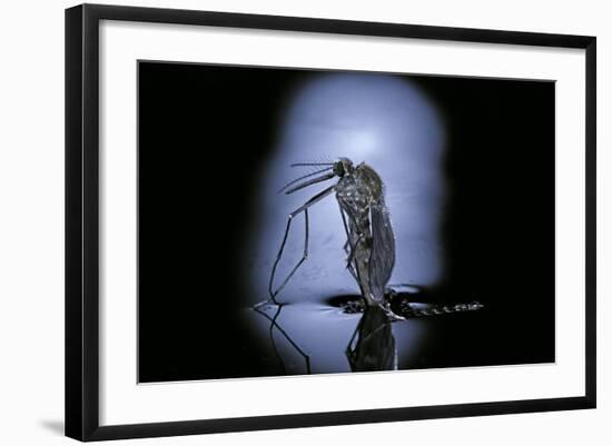 Culex Pipiens (Common House Mosquito) - Emerging (C3)-Paul Starosta-Framed Photographic Print