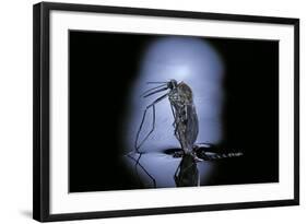 Culex Pipiens (Common House Mosquito) - Emerging (C3)-Paul Starosta-Framed Photographic Print