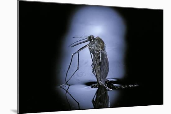 Culex Pipiens (Common House Mosquito) - Emerging (C3)-Paul Starosta-Mounted Photographic Print
