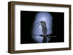 Culex Pipiens (Common House Mosquito) - Emerging (C3)-Paul Starosta-Framed Photographic Print