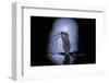 Culex Pipiens (Common House Mosquito) - Emerging (C3)-Paul Starosta-Framed Photographic Print