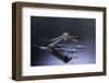 Culex Pipiens (Common House Mosquito) - Emerging (D10)-Paul Starosta-Framed Photographic Print