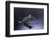Culex Pipiens (Common House Mosquito) - Emerging (D10)-Paul Starosta-Framed Photographic Print