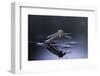 Culex Pipiens (Common House Mosquito) - Emerging (D10)-Paul Starosta-Framed Photographic Print