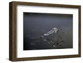 Culex Pipiens (Common House Mosquito) - Emerging (D11)-Paul Starosta-Framed Photographic Print