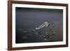 Culex Pipiens (Common House Mosquito) - Emerging (D11)-Paul Starosta-Framed Photographic Print