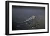 Culex Pipiens (Common House Mosquito) - Emerging (D11)-Paul Starosta-Framed Photographic Print