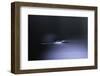 Culex Pipiens (Common House Mosquito) - Emerging (D1)-Paul Starosta-Framed Photographic Print