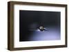 Culex Pipiens (Common House Mosquito) - Emerging (D2)-Paul Starosta-Framed Photographic Print