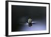 Culex Pipiens (Common House Mosquito) - Emerging (D3)-Paul Starosta-Framed Photographic Print