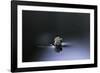 Culex Pipiens (Common House Mosquito) - Emerging (D3)-Paul Starosta-Framed Photographic Print