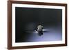 Culex Pipiens (Common House Mosquito) - Emerging (D3)-Paul Starosta-Framed Photographic Print