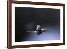 Culex Pipiens (Common House Mosquito) - Emerging (D3)-Paul Starosta-Framed Photographic Print